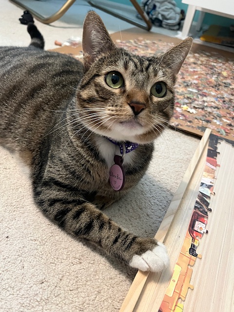 Cute, but Unsustainable: Impact of Pets on the&nbsp;Environment